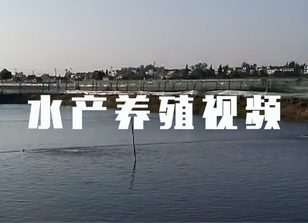 【視頻】羅茨鼓風(fēng)機(jī)水產(chǎn)養(yǎng)殖用 現(xiàn)場實拍